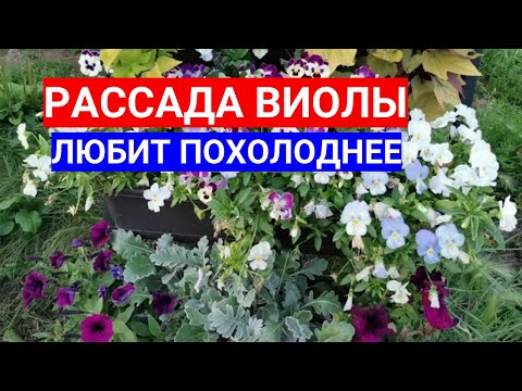 Видео: СЕМЕНА ВИОЛЫ ПЛОХО ВСХОДЯТ - ХОЛОД ПОМОЖЕТ! СЕКРЕТ ВЫРАЩИВАНИЯ ВИОЛЫ ИЗ СЕМЯН ЧЕРЕЗ РАССАДУ