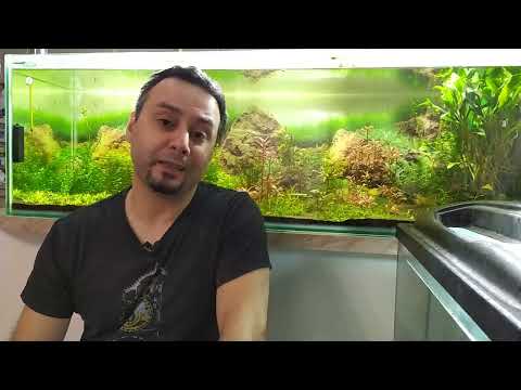 Видео: Меристемные растения и водоросли