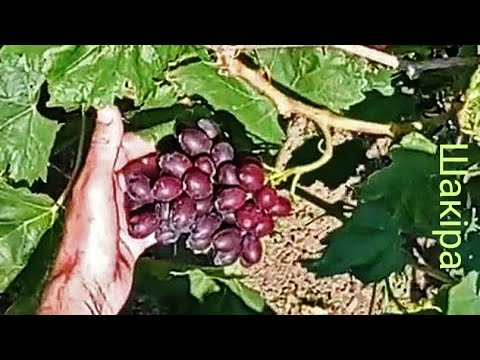 Видео: @Коли і як краще садити виноград?