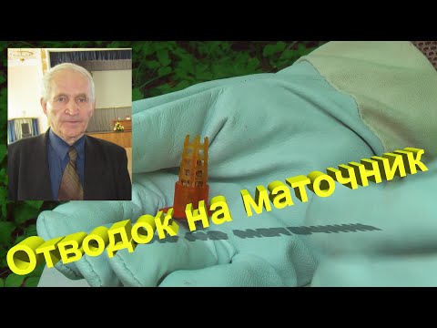 Видео: Профессор Кашковский: как сделать отводок на маточник?