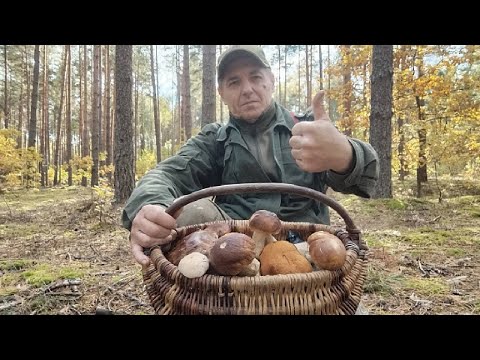 Видео: НЕДІЛЯ...   Я ГРИБАЛЮ У ЛІСІ ...  ГРИБНИЙ СЕЗОН ТРИВАЄ.......   12. 10 .2025Р.
