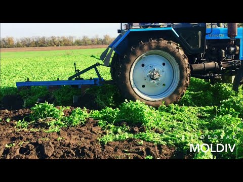 Видео: ЗАПАХИВАЕМ СИДЕРАТЫ НА УДОБРЕНИЕ