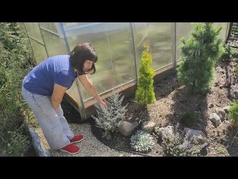 Видео: Обзор клумбы возле теплицы.