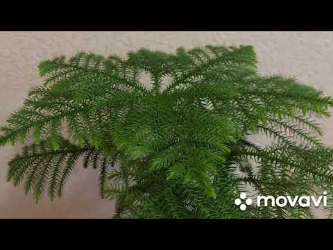 Видео: Араукария: максимально подробно про уход за комнатной елью.