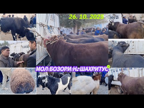 Видео: МОЛ БОЗОРИ. ШАХРИТУС МАРХАМАТ