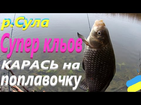 Видео: #Сула # Карась на поплавочку #РибачуЯкУмію