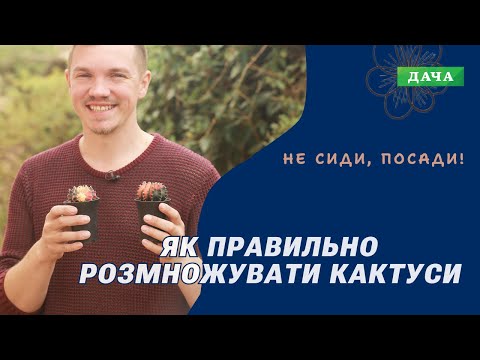 Видео: Щеплення Рожевого Кактуса. Як Правильно Доглядати за Кактусом?