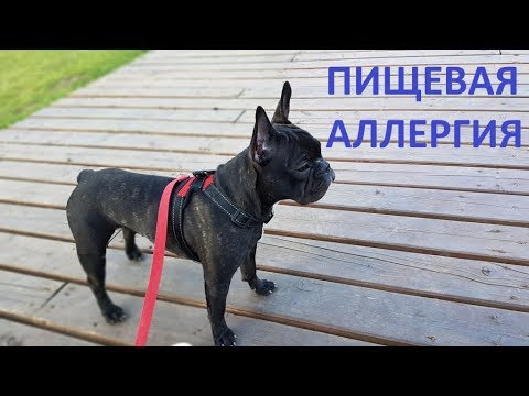 Видео: Пищевая аллергия у французского бульдога Буси. Как лечили.