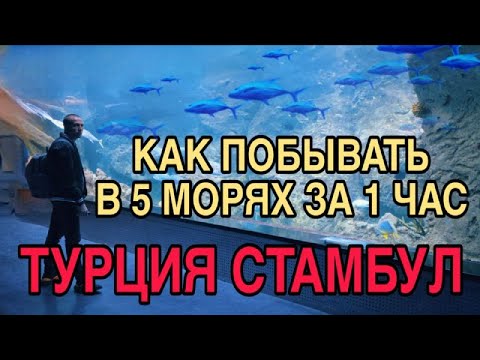 Видео: ШОК. Мы такого не видели! Океанариум Стамбул