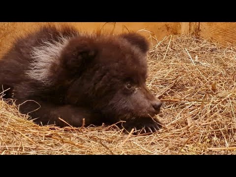 Видео: 🐻 /Осиротевший медвежонок искал  тепла и защиты/