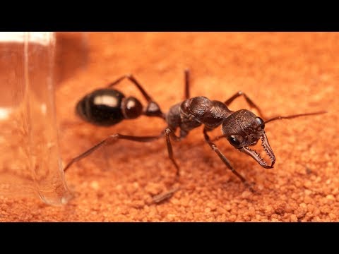 Видео: Как построить муравейник | Ванночки и трубки