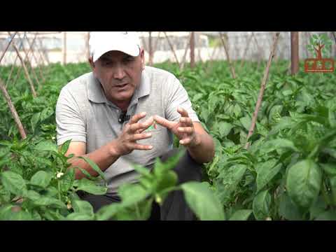 Видео: Тамчылатып сугаруунун артыкчылыктары \ Араван району