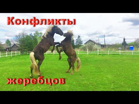 Видео: Конфликты жеребцов.