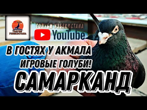 Видео: Игровые голуби! В гостях у Акмала! Город Самарканд. Голуби Узбекистана!