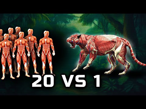Видео: 20 ЧЕЛОВЕК ПРОТИВ ТИГРА💥 Кто победит в этой БИТВЕ?!
