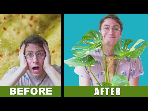 Видео: Жаль, что я не знала эти советы по уходу за растениями 6 лет назад