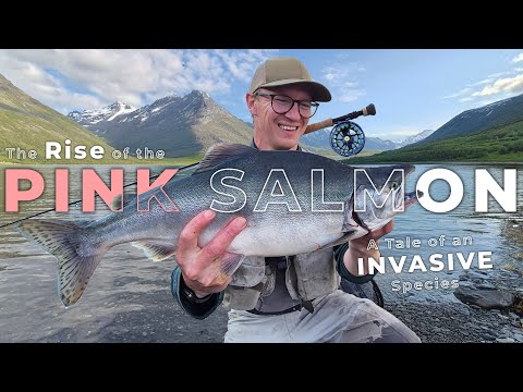 Видео: Возрождение горбуши – история инвазивного вида