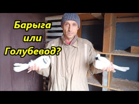 Видео: Можно ли заработать на голубях и моё отношение к продаже голубей!