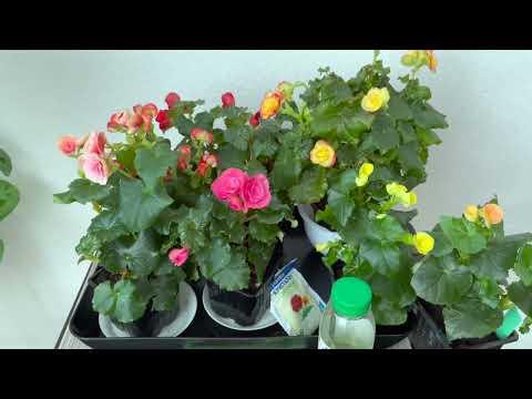 Видео: Как заставить Бегонию Элатиор цвести зимой