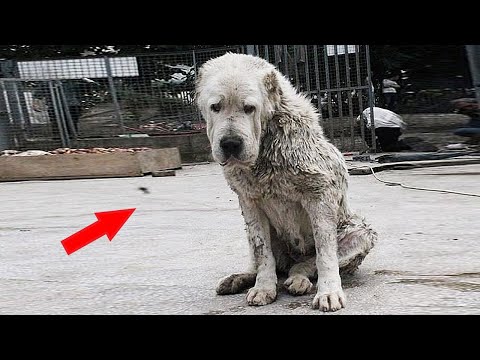 Видео: Этого Алабая ещё щенком выбросили на улицу, но очень скоро пожалели об этом...