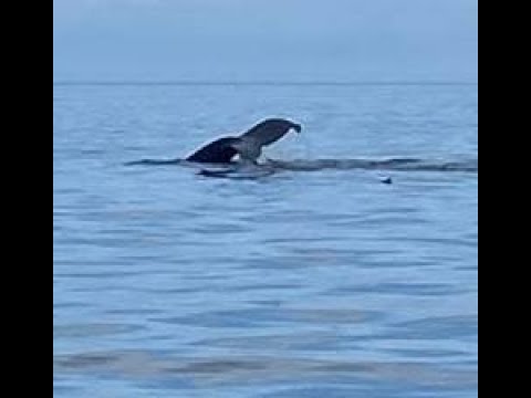 Видео: МОРСКАЯ РЫБАЛКА НА КАМЧАТКЕ