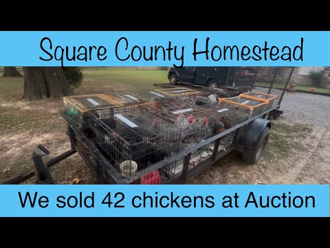 Видео: Сентябрьский куриный аукцион
