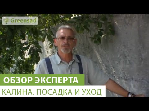 Видео: Калина. Посадка и уход