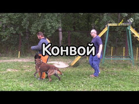 Видео: Конвой с подводящими упражнениями, собака для охраны