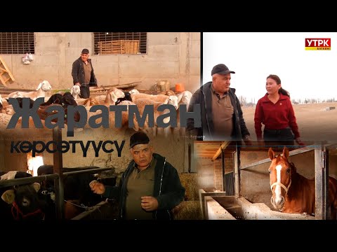 Видео: АСЫЛ ТУКУМ МАЛ БАГУУДА ИЙГИЛИККЕ ЖЕТКЕН ЛЕЙЛЕКТИК ФЕРМЕР