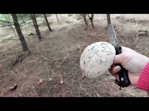 Видео: Таких грибов я ещё не находила/ сама в шоке