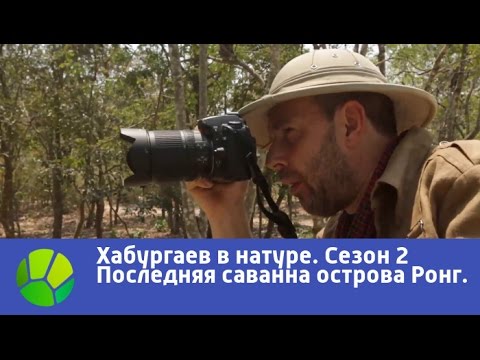 Видео: Последняя саванна острова Ронг - Хабургаев в натуре | Живая Планета