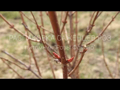 Видео: Распаковка саженцев роз из питомника "Розы Фокино"