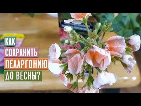 Видео: ВАЖНО!!! Как сохранить пеларгонию до весны / Садовый гид