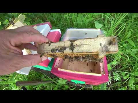 Видео: ПОДСАДКА МАТОК В НУКЛЕУСЫ