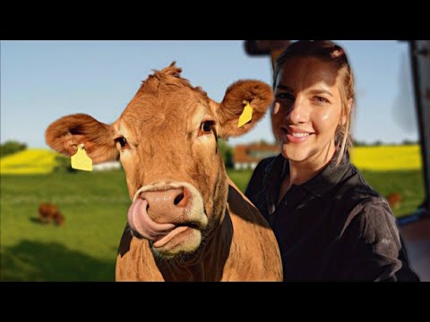 Видео: Мой Опыт на Ферме. Подходы к Организации работы в Коровнике моими глазами..