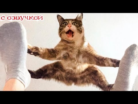 Видео: ПРИКОЛЫ С КОТАМИ! С озвучкой! Смешные КОТЫ! Самые Смешные Животные!!!