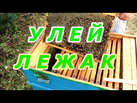 Видео: Подготовка УЛЬЕВ ЛЕЖАКОВ к зиме.