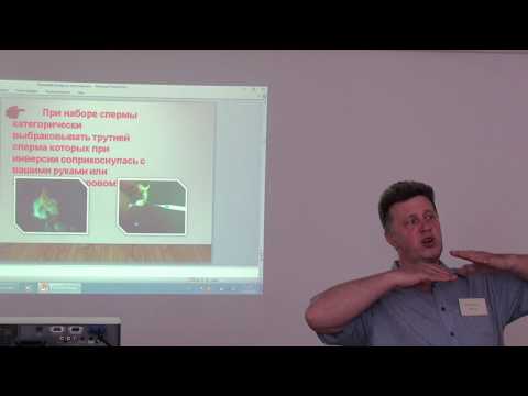 Видео: Миколай Холенков. Инструментальное осеменение маток. Часть 2