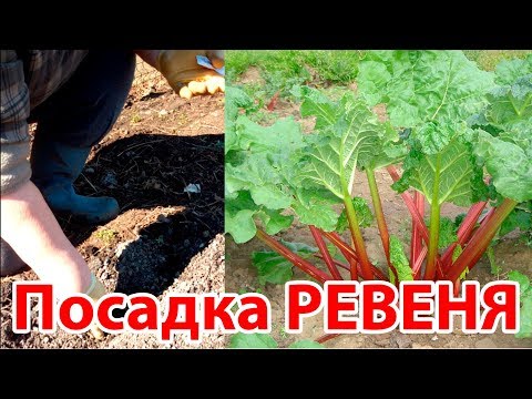 Видео: Посадка ревеня семенами в открытый грунт у себя на даче.