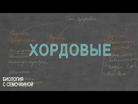 Видео: Хордовые