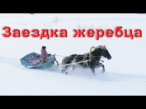 Видео: Заездка жеребца. Особенности подготовки, как избежать неприятностей. Конь Яхонт упряжник!