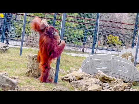 Видео: Орангутан Дана легко поднимает ОГРОМНЫЕ КАМНИ!