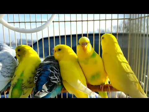 Видео: Ярмарка ,Кропоткин -29.01.23г Обзор и Цены !