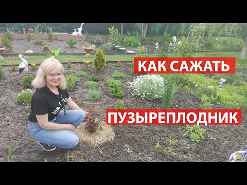 Видео: Как сажать пузыреплодник