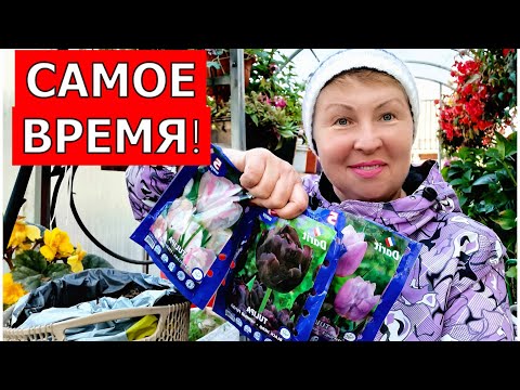 Видео: Посадите ТЮЛЬПАНЫ в кашпо таким способом и будете радоваться их букетам очень рано