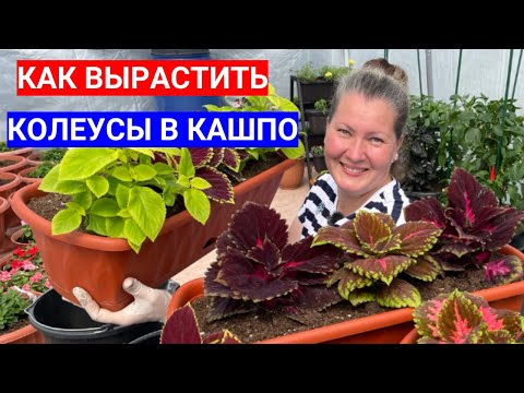 Видео: Магия колеусов: секреты успешного выращивания колеусов в кашпо и на клумбе