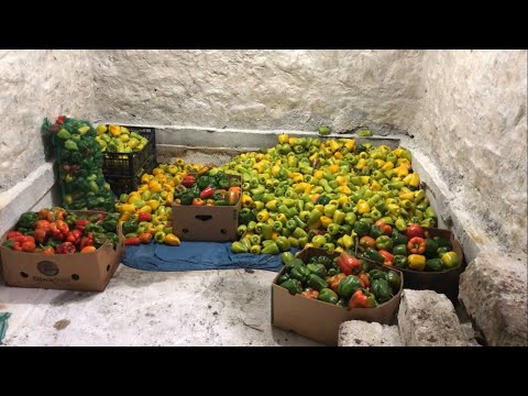 Видео: Пробіг по всьому хазяйству і зняв відос на різні теми 