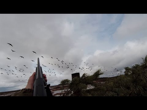 Видео: Весенняя охота на гуся 2022г. Республика Коми.