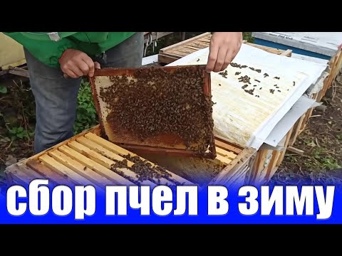 Видео: Сбор клуба пчел на зиму с малым количеством меда в рамках. Сборка гнезда на зиму дадан ЛЕЖАК