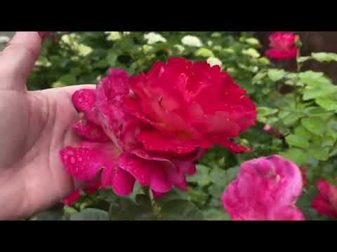 Видео: Здравствуй лето! Какие розы зацвели первыми